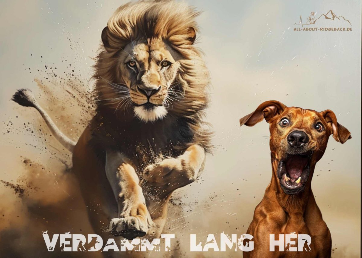 Rhodesian Ridgeback Löwenjäger