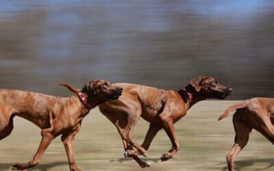 Wie beschäftige ich meinen Rhodesian Ridgeback?