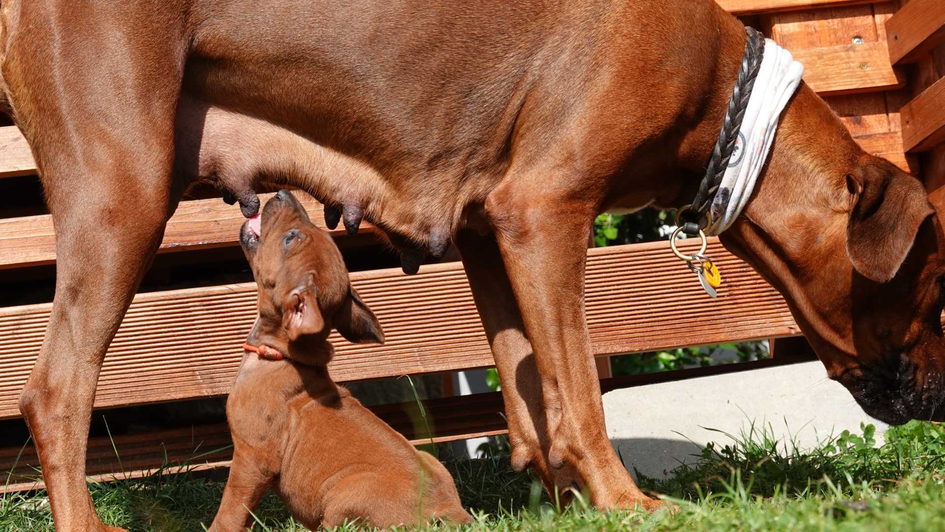 Rhodesian Ridgeback Welpen beim Muttermilch Säugen