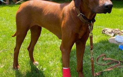 Was gehört in eine Hundeapotheke?