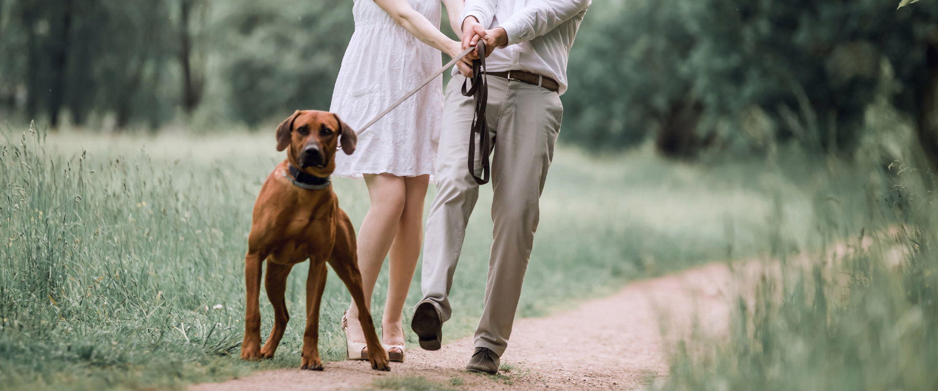 Rhodesian Ridgeback zieht beim Gassi gehen mit frauchen und Herrchen an der Leine