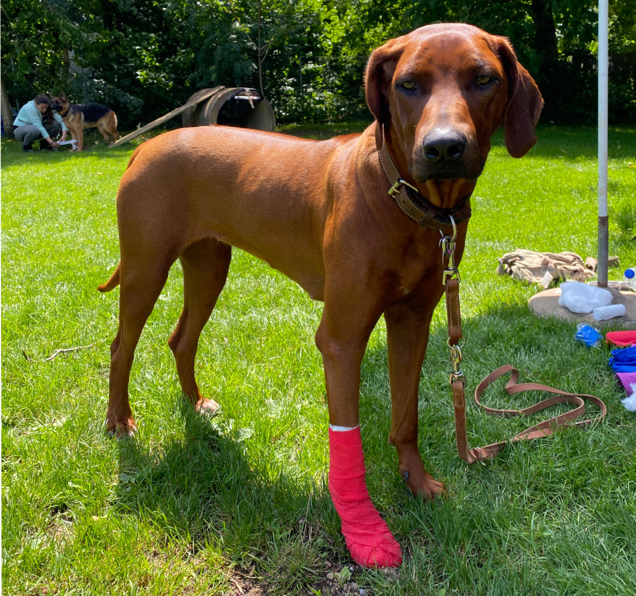 Rhodesian Ridgeback Gina mit Verband