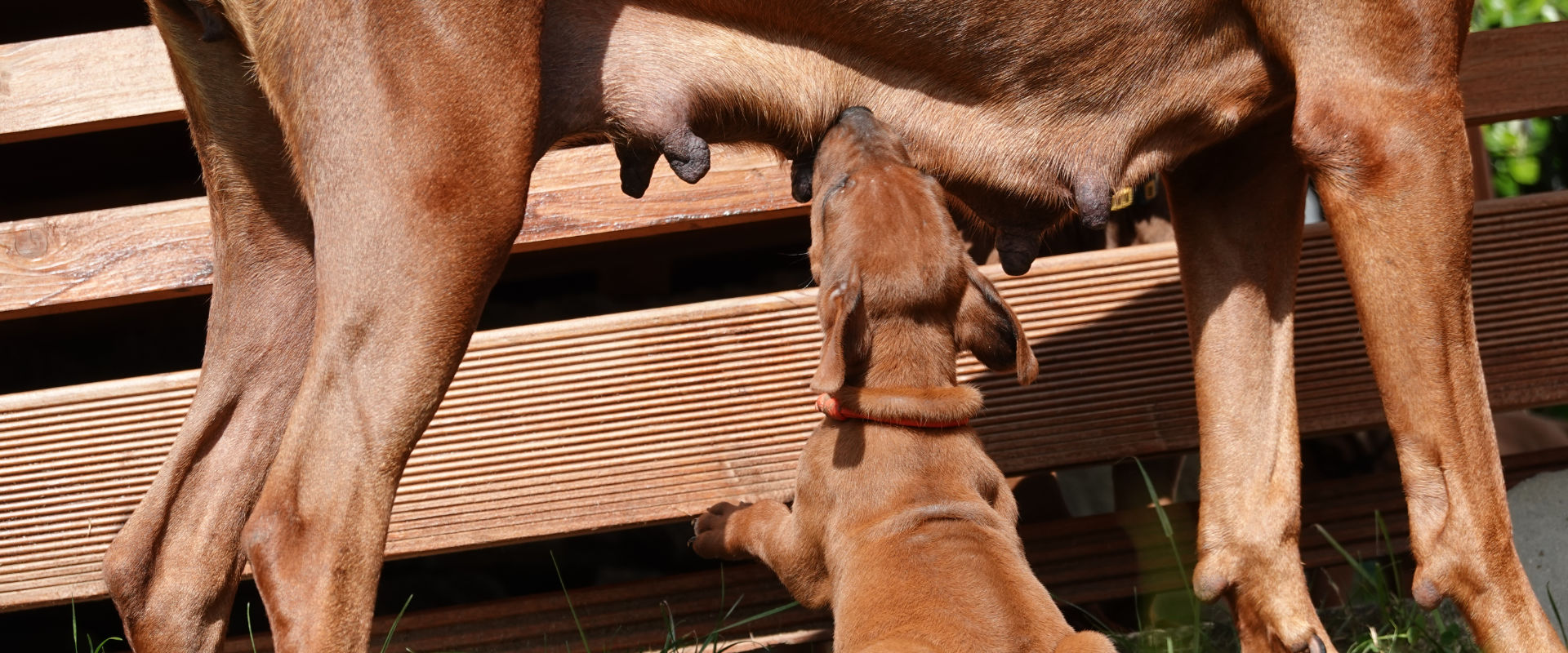 Rhodesian Ridgeback Gina beim säugen im Garten beim Züchter vom Leintal