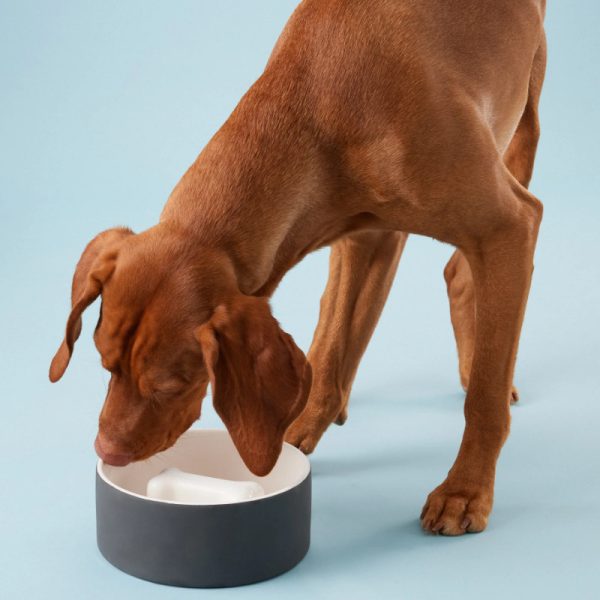 PAIKKA Hundenapf Slow Feed und kühl mit Magyar Vizsla beim fressen