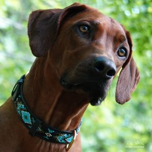 Ridgeback Halsband afrikanisch - TERESE TÜRKIS Hunde-Halsband Handmade in Kenia im Wald
