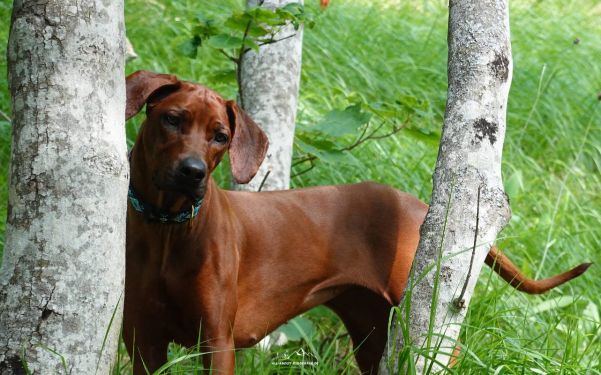Ridgeback Halsband afrikanisch - TERESE TÜRKIS Hunde-Halsband Handmade in Kenia im Wald