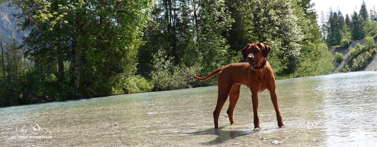 Gina im Wasser