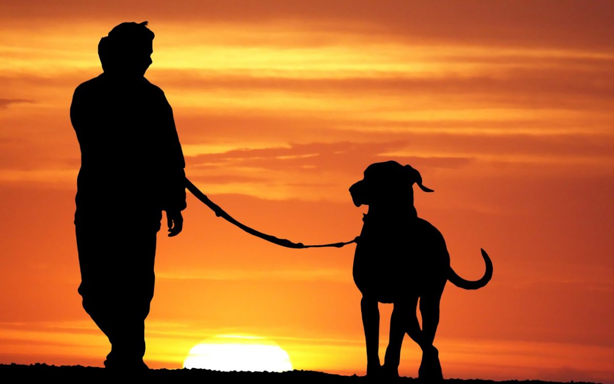 Rhodesian Ridgeback beim Gassi gehen in den Sonnenuntergang