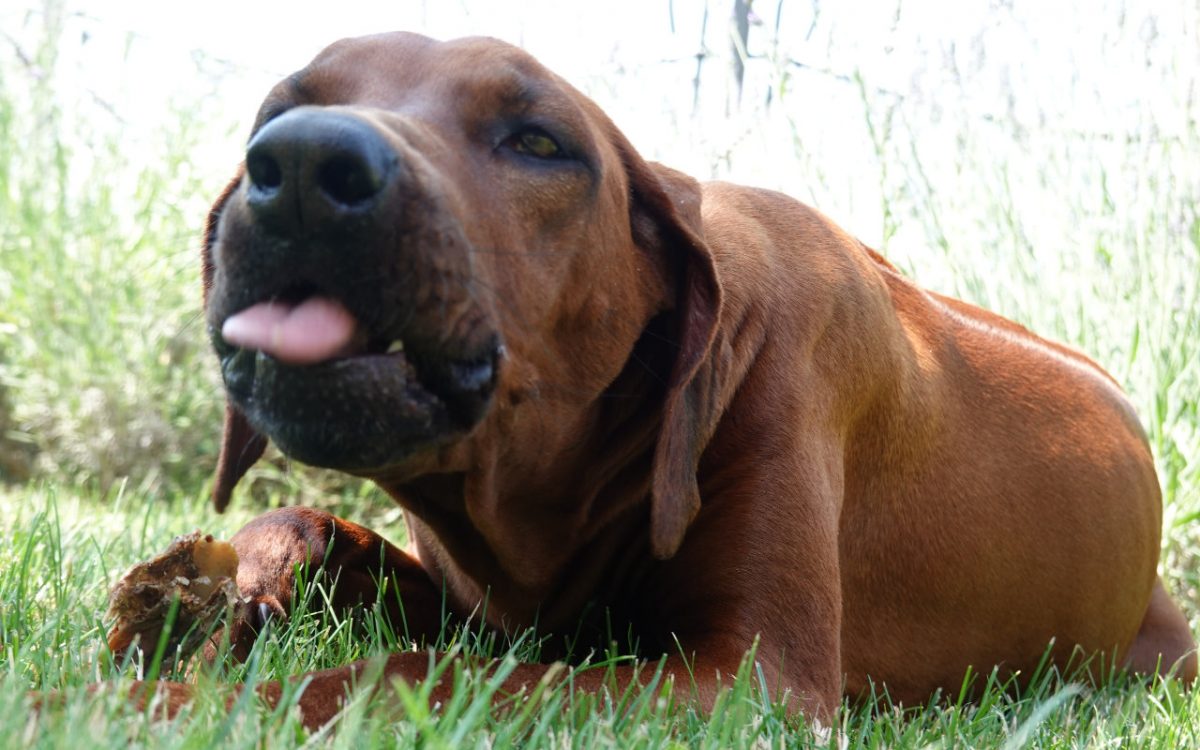Rhodesian Ridgeback Gina mit einem Kausnack von Paul und Paulina. Wildesehnen Leckerli