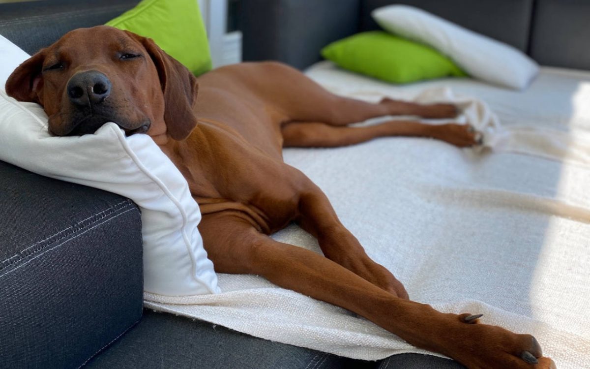 Rhodesian Ridgeback Gina beim Couch Chillen als cooler Rückzugsort zum erholen