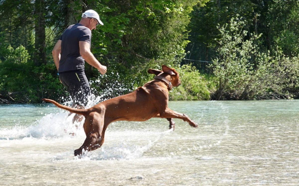 Rhodesian Ridgeback Gina mit Wasserspielen in der Isar