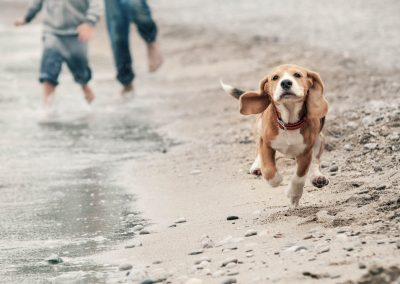 Glücklicher Hund am Strand