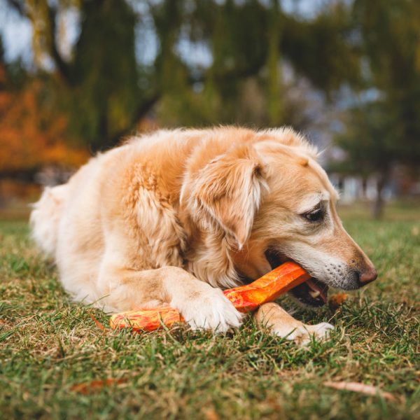 Ruffwear Wasserspielzeug für Hunde. Gnawt-a-Stick Gummi Spielzeug für Hunde